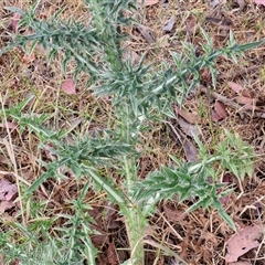 Carduus nutans at Kingsdale, NSW - 25 Nov 2024 09:13 AM