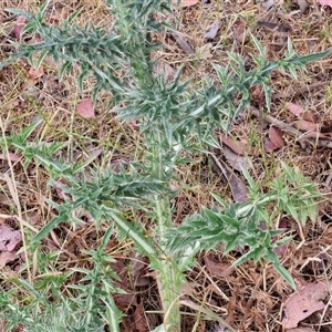 Carduus nutans at Kingsdale, NSW - 25 Nov 2024 09:13 AM