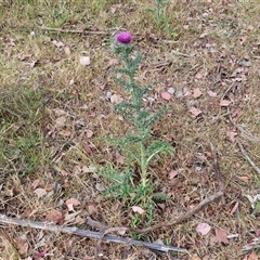 Carduus nutans at Kingsdale, NSW - 25 Nov 2024 09:13 AM