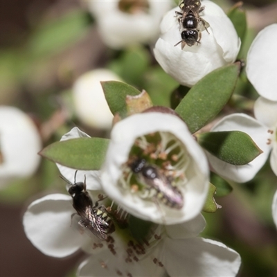 Euhesma nitidifrons (A plasterer bee) at Denman Prospect, ACT - 25 Nov 2024 by AlisonMilton