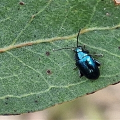 Altica corrusca (Corrusca flea beetle) at Kingsdale, NSW - 25 Nov 2024 by trevorpreston