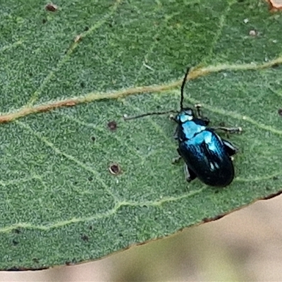 Altica corrusca (Corrusca flea beetle) at Kingsdale, NSW - 25 Nov 2024 by trevorpreston