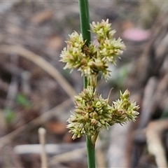 Juncus sp. (A Rush) at Kingsdale, NSW - 24 Nov 2024 by trevorpreston