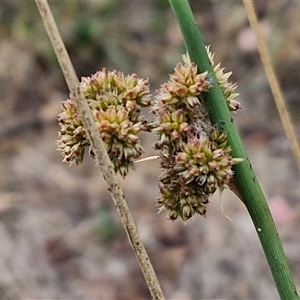 Juncus sp. at Kingsdale, NSW - 25 Nov 2024 09:12 AM