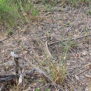 Juncus sp. at Kingsdale, NSW - 25 Nov 2024 09:12 AM