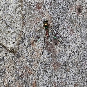 Heteropsilopus sp. (genus) at Kingsdale, NSW - 25 Nov 2024 09:07 AM