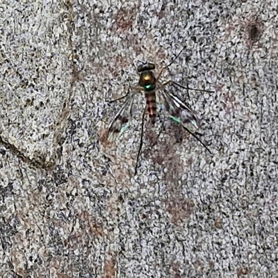 Heteropsilopus sp. (genus) (A long legged fly) at Kingsdale, NSW - 24 Nov 2024 by trevorpreston