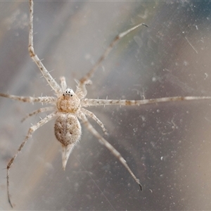 Tamopsis sp. (genus) at Kaleen, ACT - suppressed