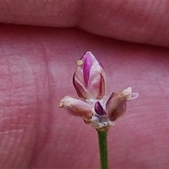 Laxmannia gracilis (Slender Wire Lily) at Kingsdale, NSW - 24 Nov 2024 by trevorpreston