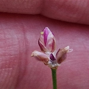 Laxmannia gracilis (Slender Wire Lily) at Kingsdale, NSW by trevorpreston