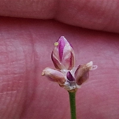 Laxmannia gracilis (Slender Wire Lily) at Kingsdale, NSW - 24 Nov 2024 by trevorpreston