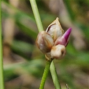 Laxmannia gracilis at Kingsdale, NSW - 25 Nov 2024