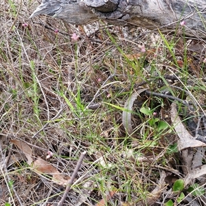 Laxmannia gracilis at Kingsdale, NSW - 25 Nov 2024 09:07 AM