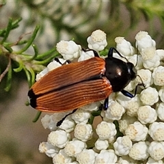 Castiarina amplipennis (Jewel Beetle) at Kingsdale, NSW - 24 Nov 2024 by trevorpreston