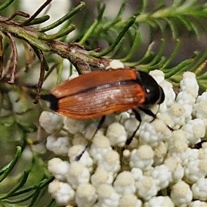 Castiarina amplipennis at Kingsdale, NSW - 25 Nov 2024 09:05 AM