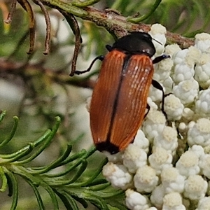 Castiarina amplipennis at Kingsdale, NSW - 25 Nov 2024 09:05 AM