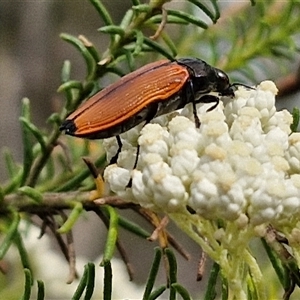 Castiarina amplipennis at Kingsdale, NSW - 25 Nov 2024 09:05 AM