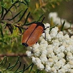 Castiarina amplipennis at Kingsdale, NSW - 25 Nov 2024 09:05 AM