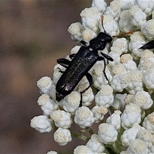 Eleale simplex (Clerid beetle) at Kingsdale, NSW by trevorpreston