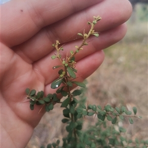 Bursaria spinosa subsp. lasiophylla (Australian Blackthorn) at Flynn, ACT by rbannister