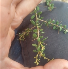 Bursaria spinosa subsp. lasiophylla at Flynn, ACT - 26 Nov 2024 10:36 AM