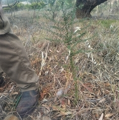 Bursaria spinosa subsp. lasiophylla at Flynn, ACT - 26 Nov 2024 10:36 AM