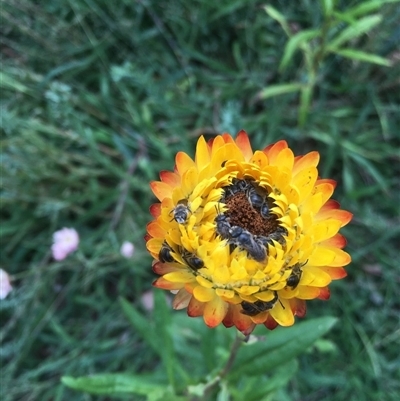 Lasioglossum (Chilalictus) sp. (genus & subgenus) (Halictid bee) at Kaleen, ACT - 19 Feb 2024 by rubicon