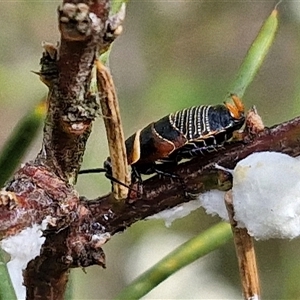 Ellipsidion australe (Austral Ellipsidion cockroach) at Kingsdale, NSW by trevorpreston