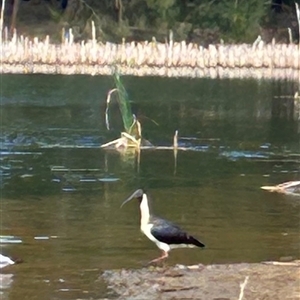 Threskiornis spinicollis at Belconnen, ACT - 26 Nov 2024