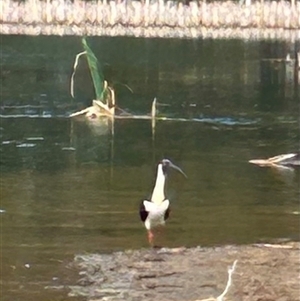 Threskiornis spinicollis at Belconnen, ACT - 26 Nov 2024