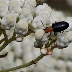 Adoxia sp. (genus) (Leaf beetle) at Kingsdale, NSW - 24 Nov 2024 by trevorpreston