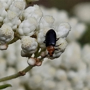 Adoxia sp. (genus) at Kingsdale, NSW - 25 Nov 2024