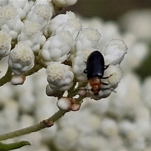 Adoxia sp. (genus) at Kingsdale, NSW - 25 Nov 2024