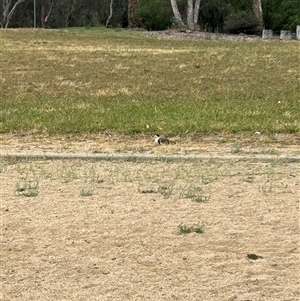 Vanellus miles (Masked Lapwing) at Belconnen, ACT by Jillw