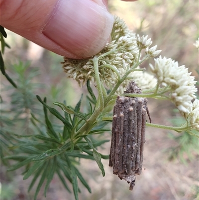 Clania lewinii & similar Casemoths (Parallel stick Case Moths) at Penrose, NSW - 25 Nov 2024 by Aussiegall