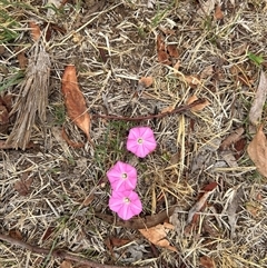 Convolvulus angustissimus subsp. angustissimus at Belconnen, ACT - 26 Nov 2024 08:55 AM