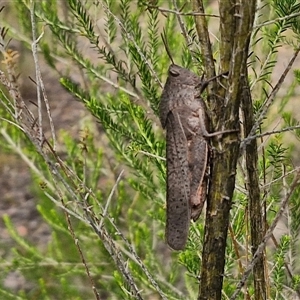 Goniaea australasiae at Kingsdale, NSW - 25 Nov 2024