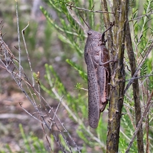 Goniaea australasiae at Kingsdale, NSW - 25 Nov 2024 09:01 AM