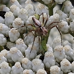 Oxyopes elegans (Elegant Lynx Spider) at Kingsdale, NSW - 24 Nov 2024 by trevorpreston