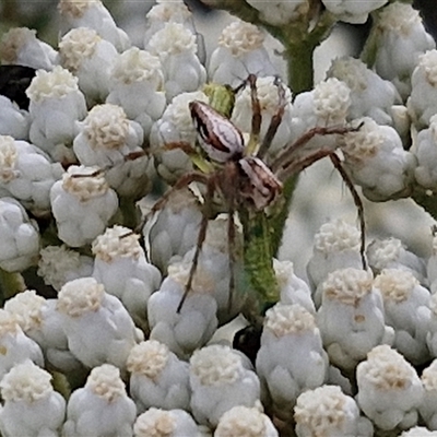 Oxyopes elegans (Elegant Lynx Spider) at Kingsdale, NSW - 24 Nov 2024 by trevorpreston