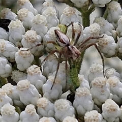 Oxyopes elegans at Kingsdale, NSW - 25 Nov 2024