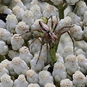 Oxyopes elegans at Kingsdale, NSW - 25 Nov 2024 09:00 AM