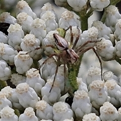 Oxyopes elegans at Kingsdale, NSW - 25 Nov 2024 09:00 AM