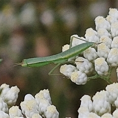 Orthodera ministralis (Green Mantid) at Kingsdale, NSW - 24 Nov 2024 by trevorpreston