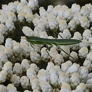 Orthodera ministralis at Kingsdale, NSW - 25 Nov 2024 08:58 AM