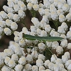 Orthodera ministralis at Kingsdale, NSW - 25 Nov 2024 08:58 AM