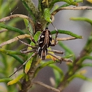 Oxyopes sp. (genus) at Kingsdale, NSW - 25 Nov 2024