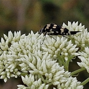 Hoshihananomia leucosticta at Kingsdale, NSW - 25 Nov 2024