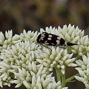 Hoshihananomia leucosticta at Kingsdale, NSW - 25 Nov 2024 08:54 AM