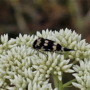 Hoshihananomia leucosticta at Kingsdale, NSW - 25 Nov 2024